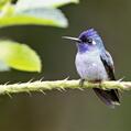 Violet-headed Hummingbird (Klais guimeti)