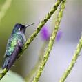 Violet-headed Hummingbird (Klais guimeti)