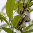 Volcano Hummingbird (Selasphorus flammula)