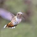 Volcano Hummingbird (Selasphorus flammula)