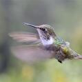 Volcano Hummingbird (Selasphorus flammula)