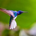 White-necked Jacobin (Florisuga mellivora)