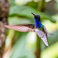 White-necked Jacobin (Florisuga mellivora)