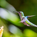 White-necked Jacobin (Florisuga mellivora)