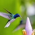 White-necked Jacobin (Florisuga mellivora)