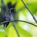 White-tipped Sicklebill (Eutoxeres aquila)