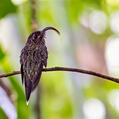 White-tipped Sicklebill (Eutoxeres aquila)