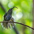 White-tipped Sicklebill (Eutoxeres aquila)