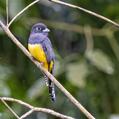 Gartered Trogon (Trogon caligatus)