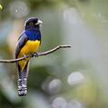 Gartered Trogon (Trogon caligatus)