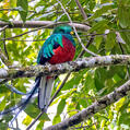 Resplendent Quetzal (Pharomachrus mocinno)