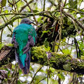 Resplendent Quetzal (Pharomachrus mocinno)