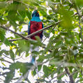 Resplendent Quetzal (Pharomachrus mocinno)