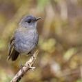 Black-billed Nightingale-Thrush (Catharus gracilirostris)