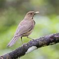 Clay-colored Thrush (Turdus grayi)
