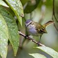 Mistletoe Tyrannulet (Zimmerius parvus)