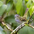 Mistletoe Tyrannulet (Zimmerius parvus)