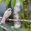 Social Flycatcher (Myiozetetes similis)