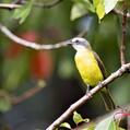 Social Flycatcher (Myiozetetes similis)