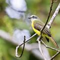 Social Flycatcher (Myiozetetes similis)