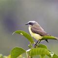 Social Flycatcher (Myiozetetes similis)