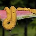 Eyelash Viper (Bothriechis schlegelii)