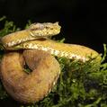Eyelash Viper (Bothriechis schlegelii)
