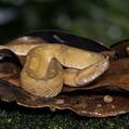 Hognosed Pit Viper (Porthidium nasutum)