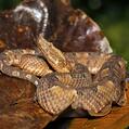 Hognosed Pit Viper (Porthidium nasutum)