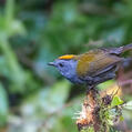 Wrenthrush (Zeledonia coronata)