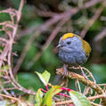 Wrenthrush (Zeledonia coronata)