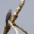 Double-toothed Kite (Harpagus bidentatus)