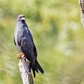 Snail Kite (Rostrhamus sociabilis)