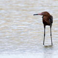 Reddish Egret (Egretta rufescens)