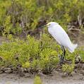 Snowy Egret (Egretta thula)