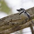 Pied Puffbird (Notharchus tectus)