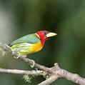 Red-headed Barbet (Eubucco bourcierii)