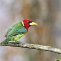 Red-headed Barbet (Eubucco bourcierii)
