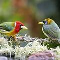 Red-headed Barbet (Eubucco bourcierii)