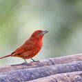 Hepatic Tanager (Piranga hepatica)