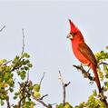 Vermilion Cardinal (Cardinalis phoeniceus)