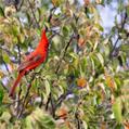 Vermilion Cardinal (Cardinalis phoeniceus)