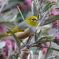 Silvereye (Zosterops lateralis)