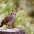 White-throated Quail-Dove (Zentrygon frenata)