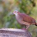 White-throated Quail-Dove (Zentrygon frenata)