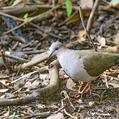 White-tipped Dove (Leptotila verreauxi)