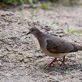 White-tipped Dove (Leptotila verreauxi)