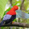 Andean Cock-of-the-rock (Rupicola peruvianus)