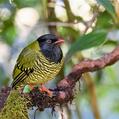 Barred Fruiteater (Pipreola arcuata)