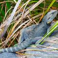 Gippsland Water Dragon (Intellagama lesueurii howittii)